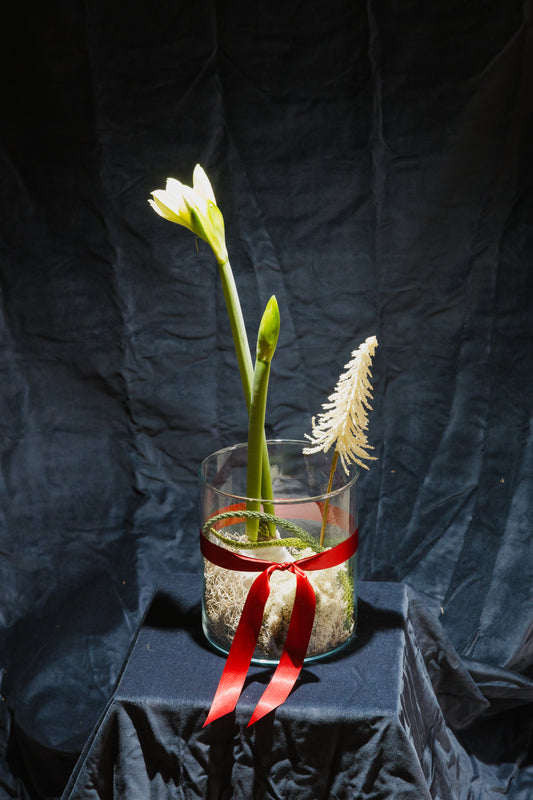 Amarilis u staklenci